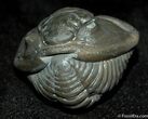 Large Enrolled Flexicalymene Trilobite From Indiana #500-4